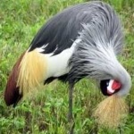 image of bird