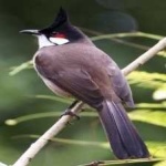 image of bird