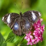 image of eggfly #8