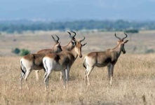 image of hartebeest
