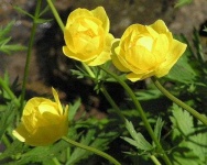 image of flower