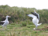 image of albatross