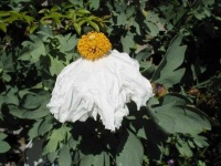 image of flower
