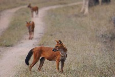 image of dhole