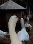 image of goose