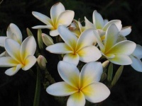 image of flower