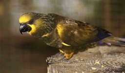 image of lory