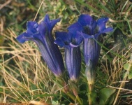 image of flower