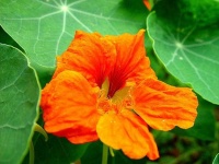image of flower