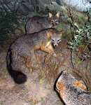 image of grey_fox