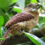 image of bird