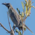 image of bird