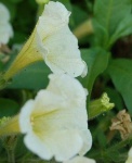 image of petunia #28