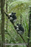 image of indri