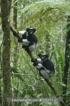 image of indri #1