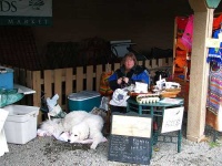 image of kuvasz