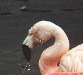 image of animal