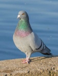 image of dove