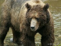 image of brown_bear