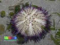 image of sea_urchin