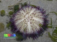 image of sea_urchin #18