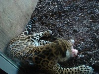 image of jaguar_car