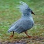 image of bird