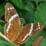 image of animal