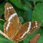 image of banded_butterfly #33