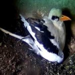 image of bird
