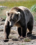image of brown_bear