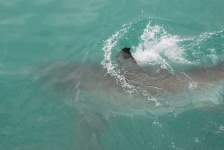 image of great_white_shark #20