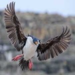 image of bird