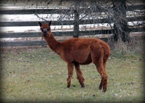 image of animal