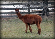 image of alpaca #19