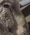 image of animal