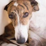 image of animal