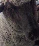 image of sheep_face #23