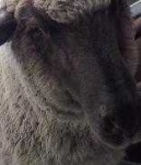 image of animal