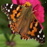 image of animal