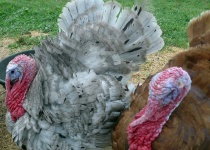 image of animal