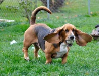 image of animal