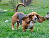 image of basset_hound #1