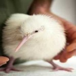image of bird
