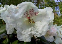 image of flower