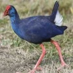 image of bird