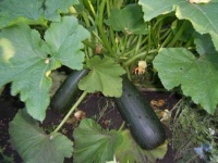 image of zucchini #2