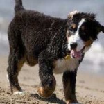 image of animal