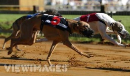 image of whippet #12