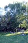 image of spider_web